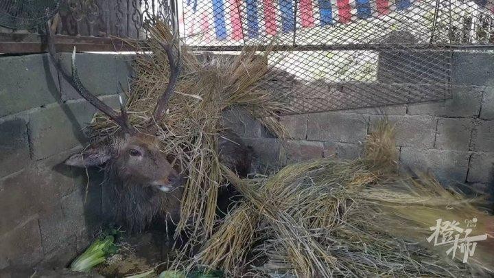 生活了50多年从未见过这场景……温州永嘉两只猎犬围攻撕咬雄鹿！这只长角雄鹿从哪里来的偷猎者又是谁