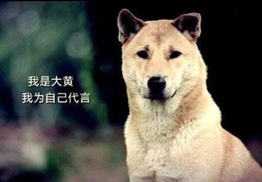 永远当不了警犬的6种狗不管多聪明都被拒之门外