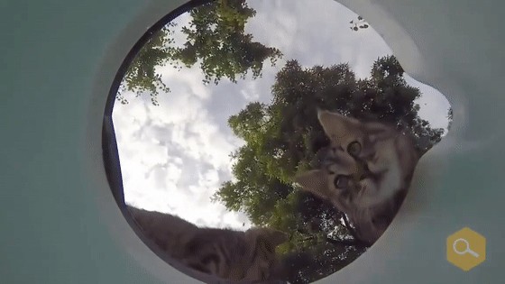 求你给我一碗水吧我太渴了40℃高温下流浪猫的自述···