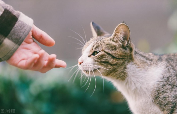 识猫术：有这6个特征的猫尽量不要养最好敬而远之