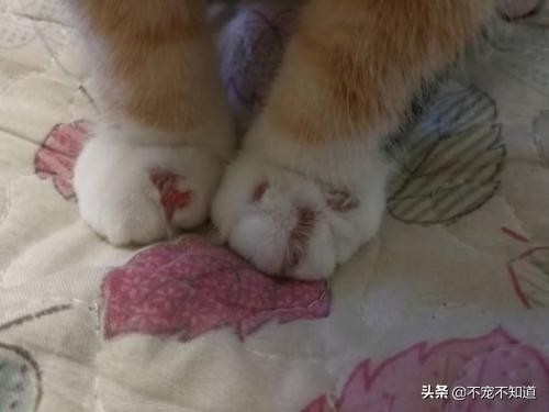 怎么判断是不是猫藓教你一招如何迅速辨别