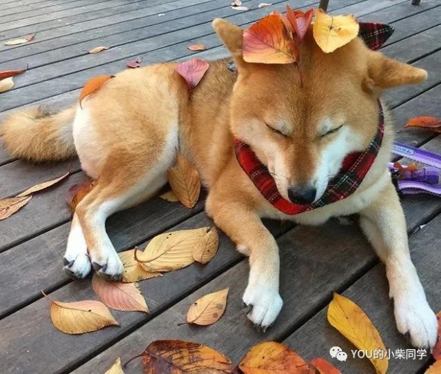 柴犬，生活在表情包里的狗，你喜欢这种柴犬吗？