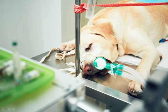 宠物医院的套路连莆田系看了都流泪，这些渠道能挽救你家狗的生命